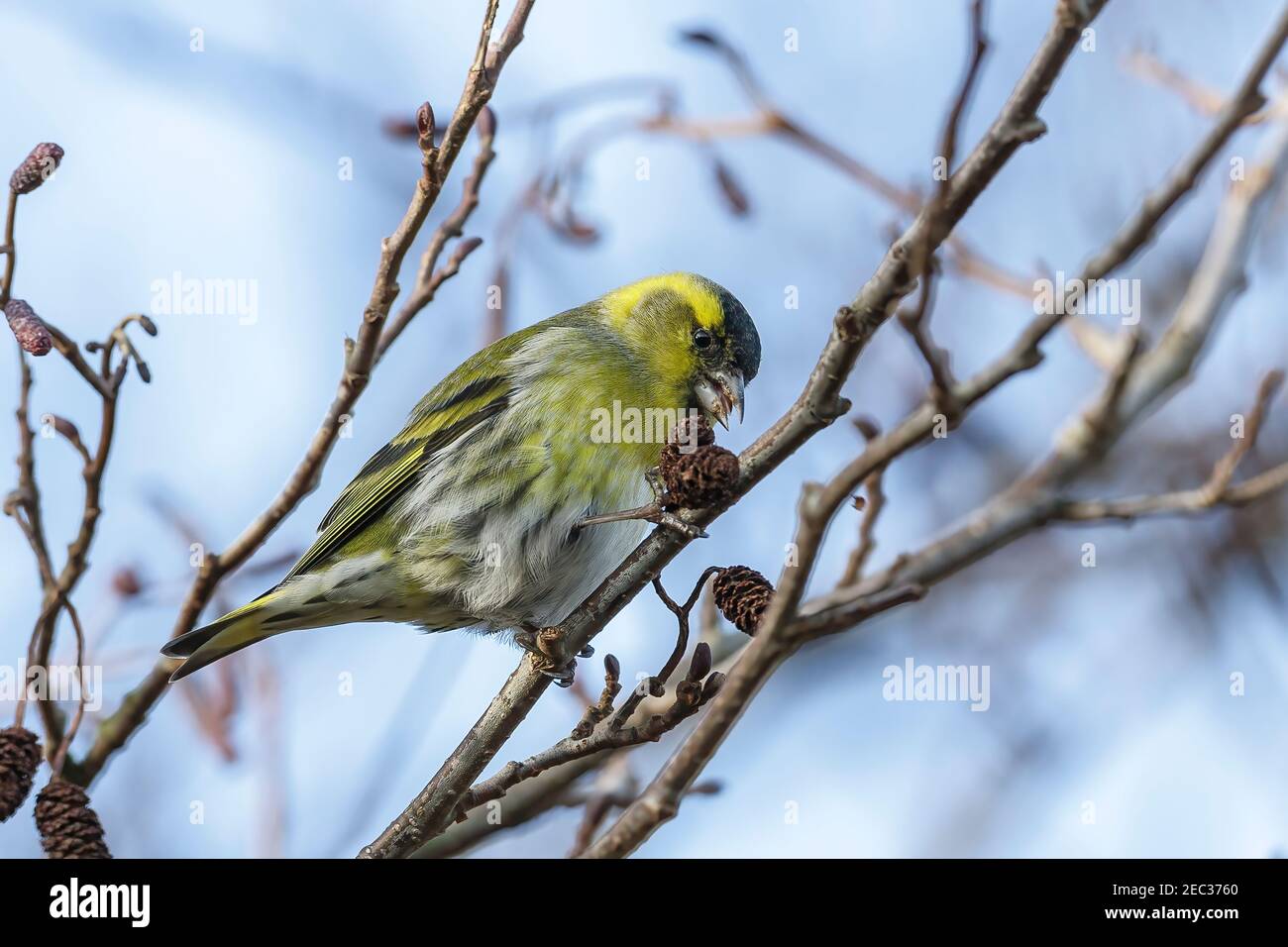 Siskin eurasiatico, Spinus spinus, alimentazione maschile adulti su semi di ontano, Norfolk, Inghilterra, Regno Unito Foto Stock