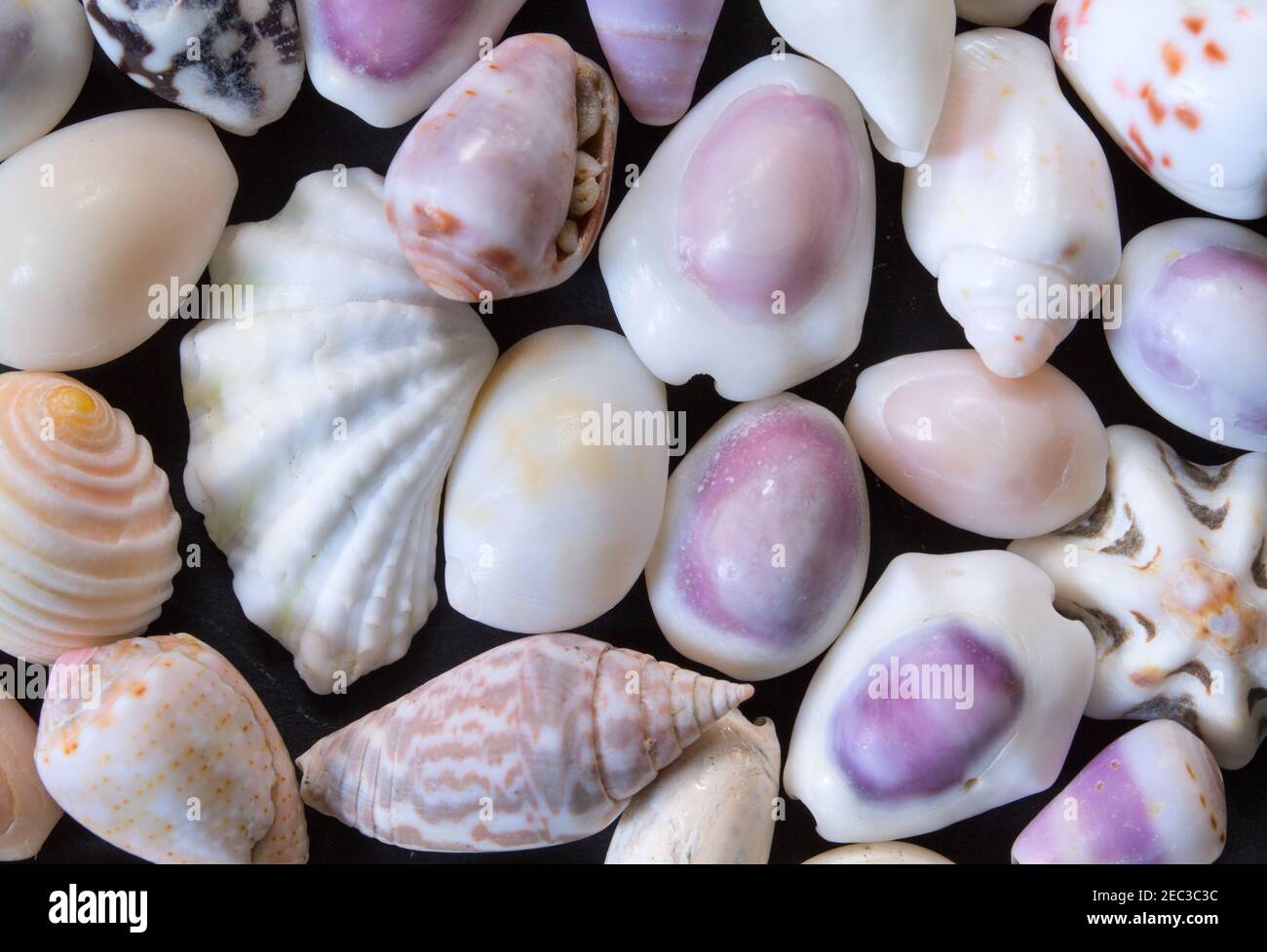 Bianco viola mare conchiglie sfondo. Chiocchette piccole. Modello banner shell mare. Isola tropicale mare scoperta. Esotica spiaggia dell'isola. WA Foto Stock