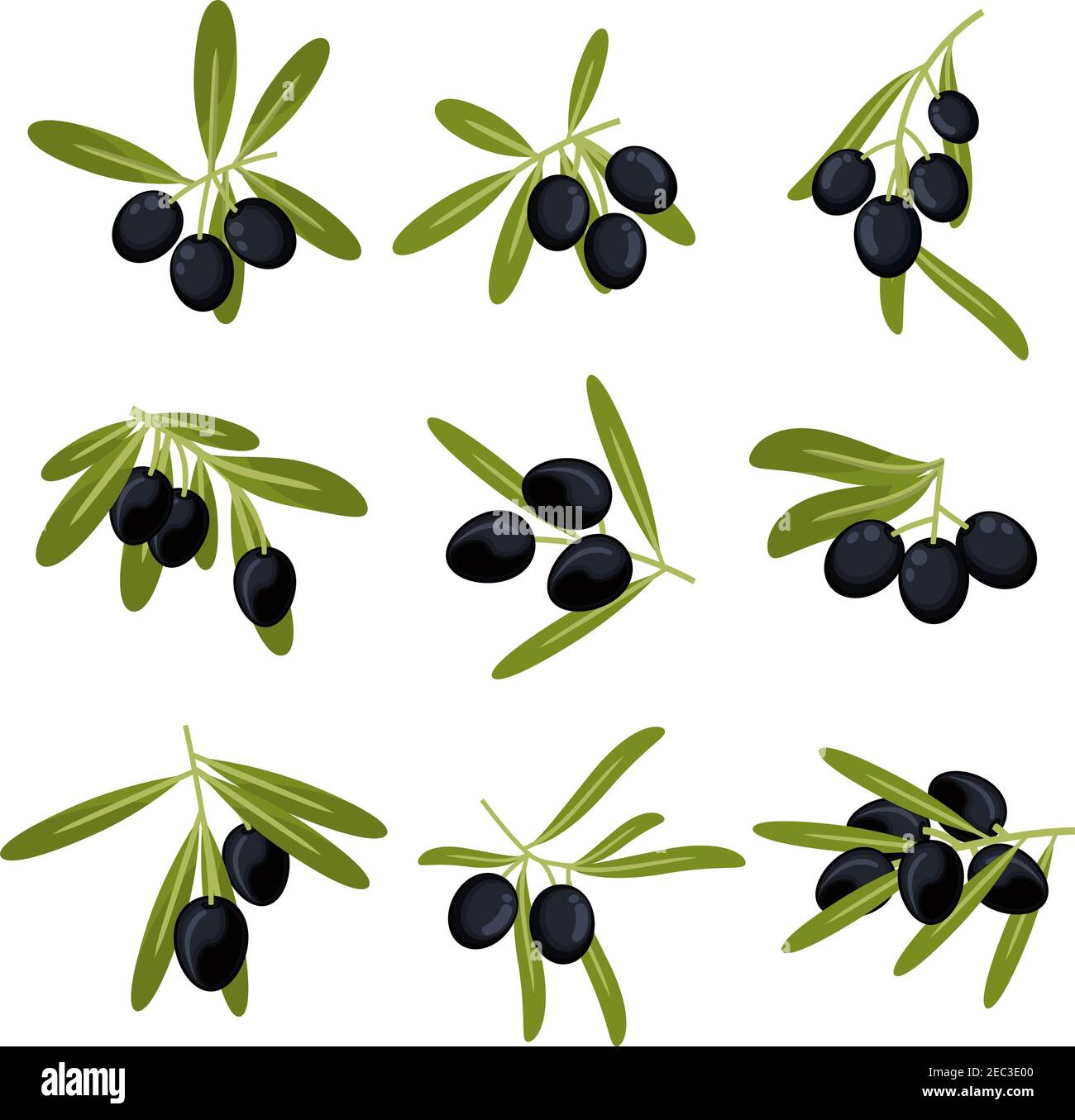 Icone di frutti di oliva coltivati organicamente per il confezionamento dell'olio d'oliva o. design simbolo di pace con rami freschi e verdi con foglie mature olive nere grandi Illustrazione Vettoriale