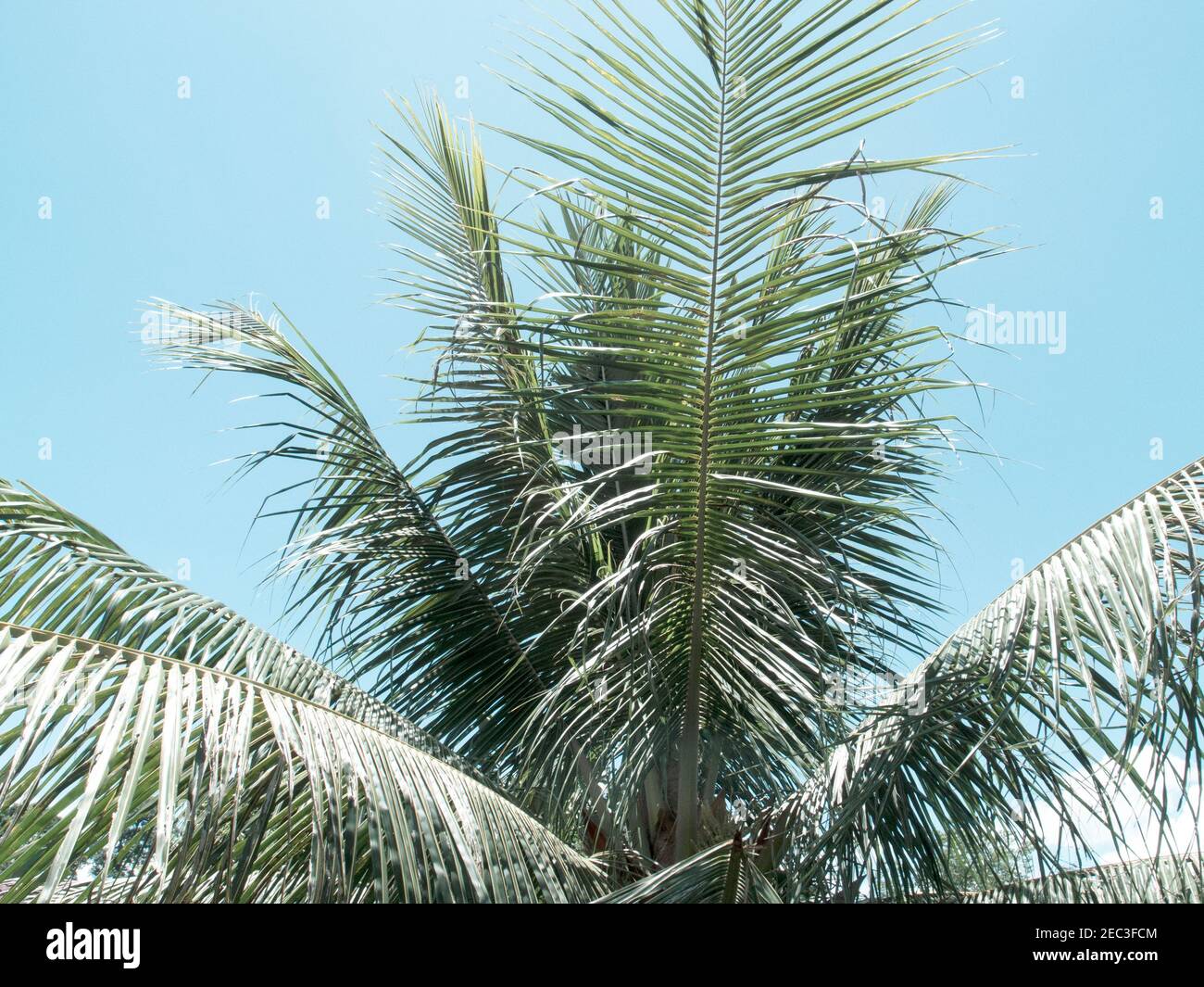 L'albero delle palme lascia sullo sfondo del cielo. Coco palma albero vintage tonato foto. Natura tropicale immagine retrò con effetto cinematografico. Foglia di palmo soffice su trasparente Foto Stock