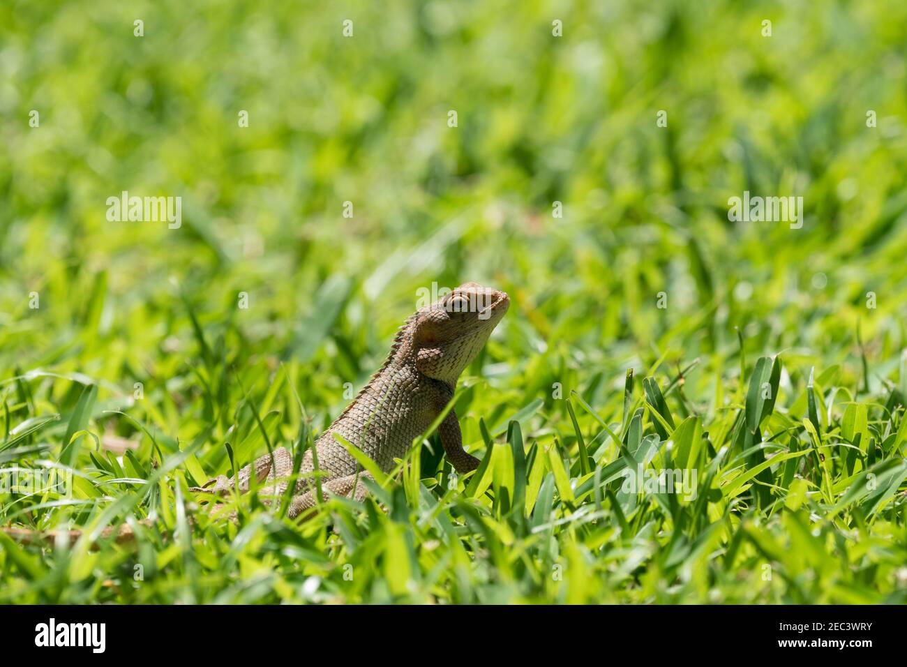 Lucertola, rettile, selvatico, lato closeup della fauna selvatica sull'erba, sollevando il suo corpo in Mauritius tropicale Foto Stock