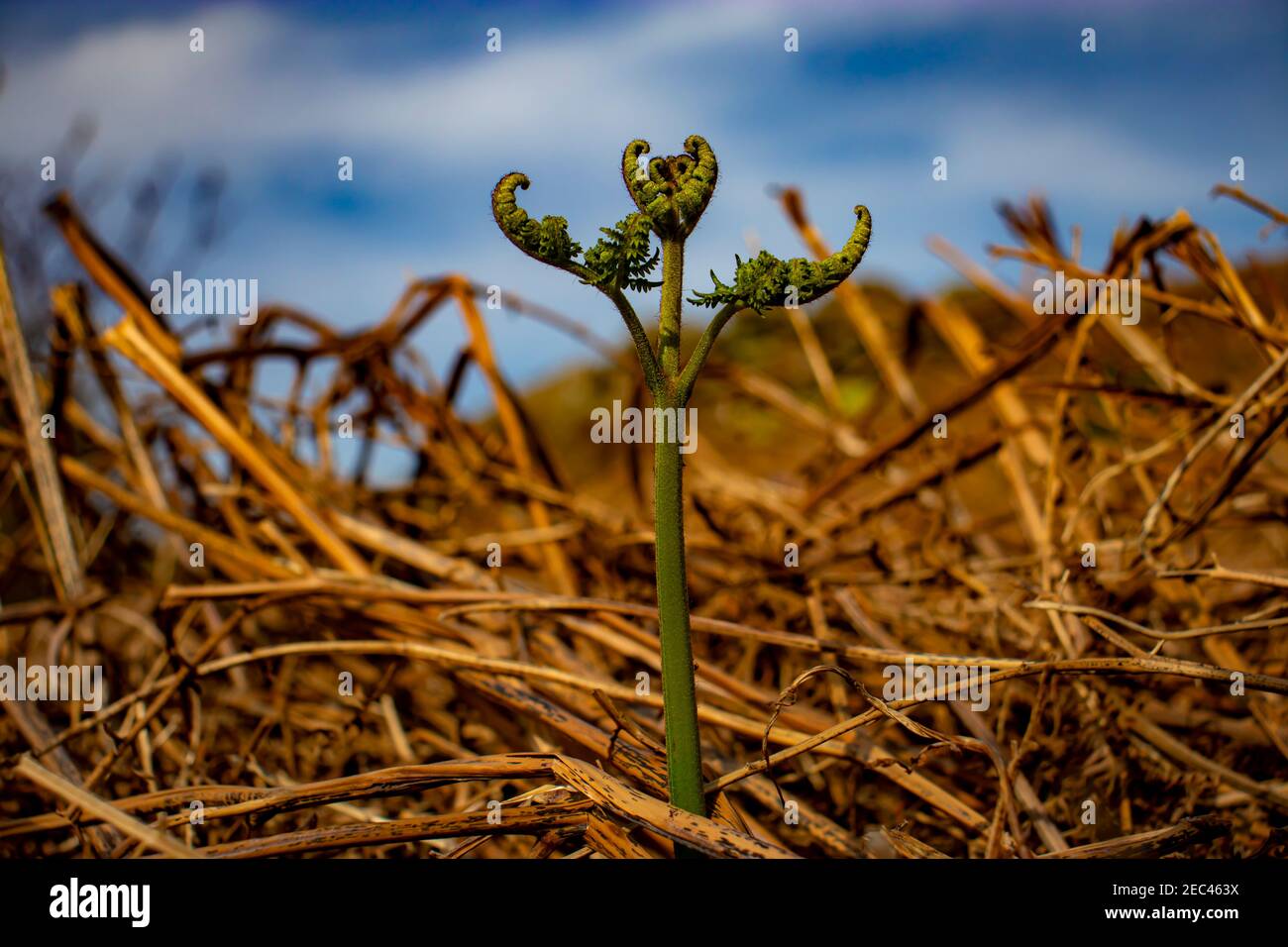 da una collina di emerge una forte felce verde bracken felci marroni morti Foto Stock