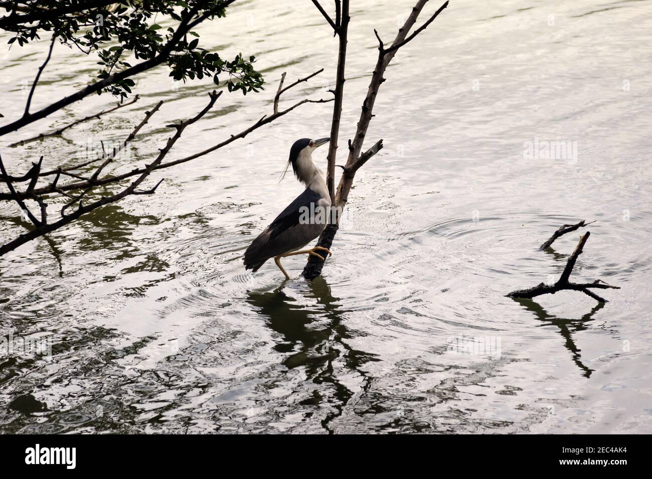 Trevasione tropicale invernale con airone notturno coronato da nero (nycticorax nycticorax) nei rami Foto Stock