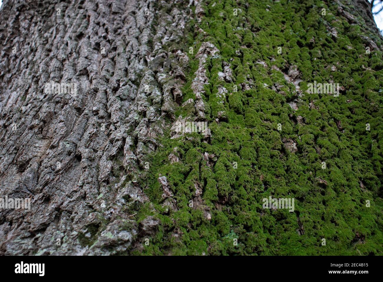 Muschio verde che cresce su corteccia ruvida dell'albero Foto Stock