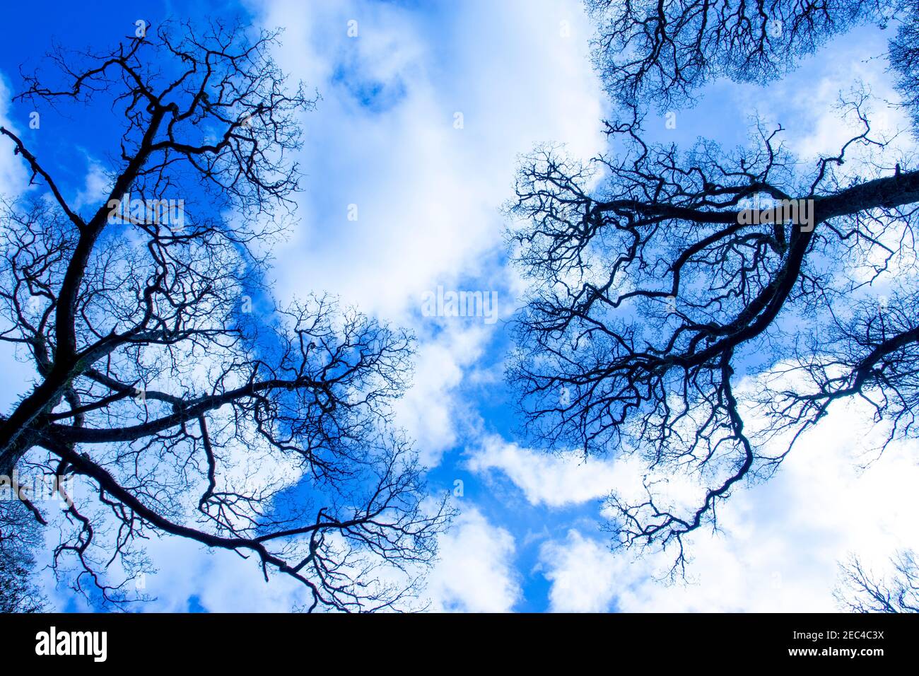Silhouette di albero con un cielo blu nuvoloso Foto Stock