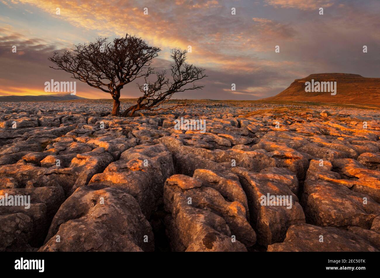 Yorkshire Dales National Park Hawthorne Tree and Limestone Pavement at White Sars Sunset Sky Ingleborough Yorkshire Dales Yorkshire Inghilterra GB UK Foto Stock