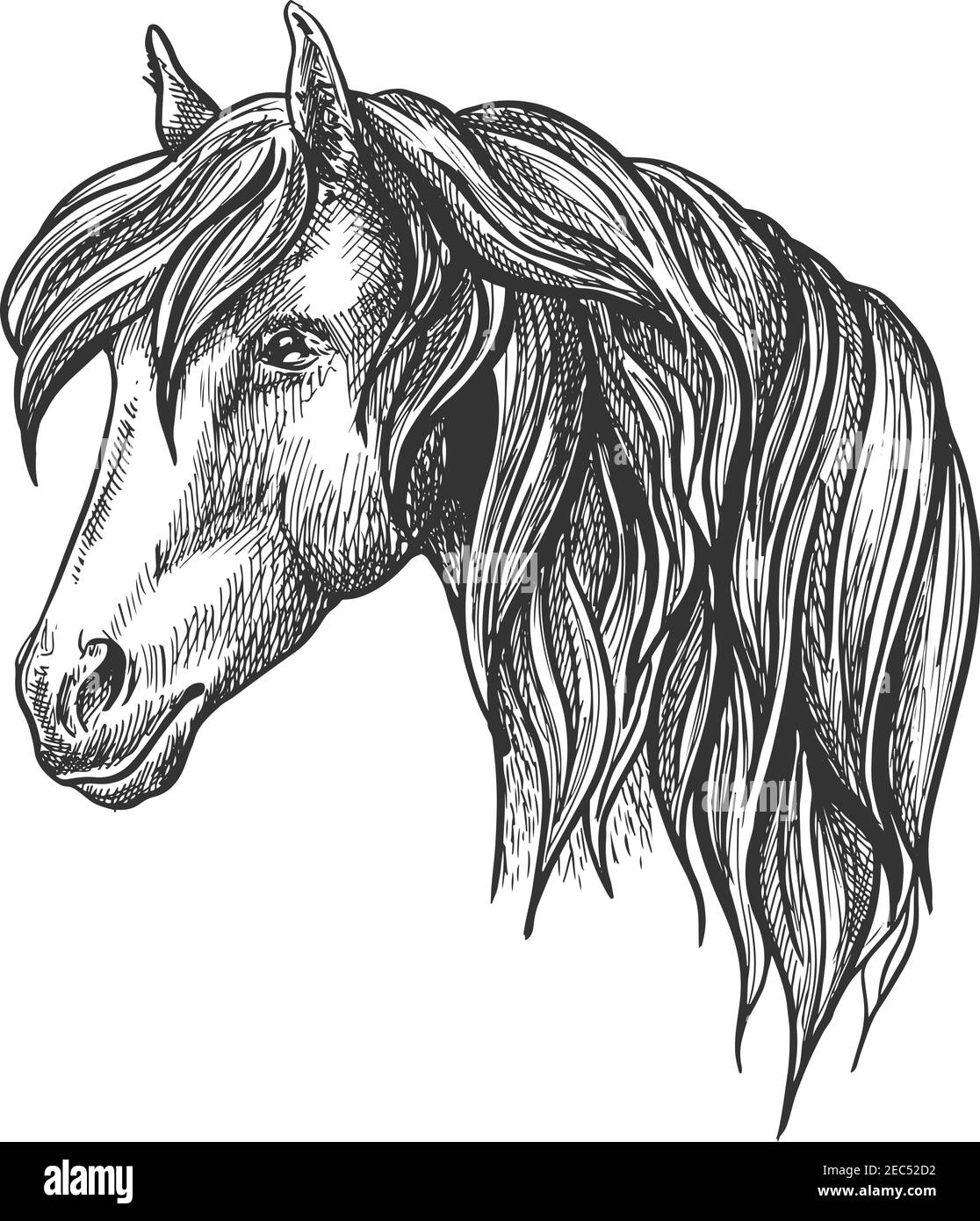 Calmo disegno testa a cavallo con affascinante manna riccia, sguardo felice. Per il design mascotte o simbolo della fauna selvatica, fauna o temi equestri sport. Illustrazione Vettoriale