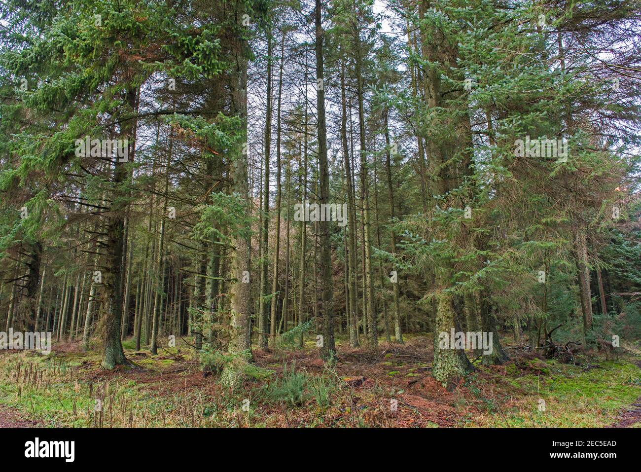 Vista panoramica attraverso un remoto paesaggio rurale campagna boschivo con alberi di pino Foto Stock