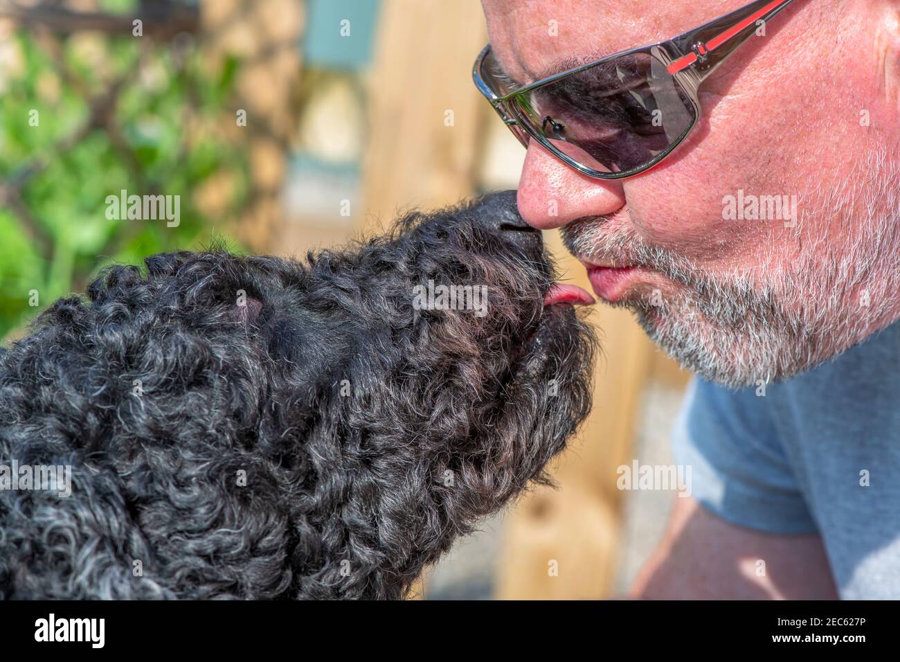 Uomo in occhiali da sole che viene leccato sul viso da un Cane Labradoodle nero Foto Stock