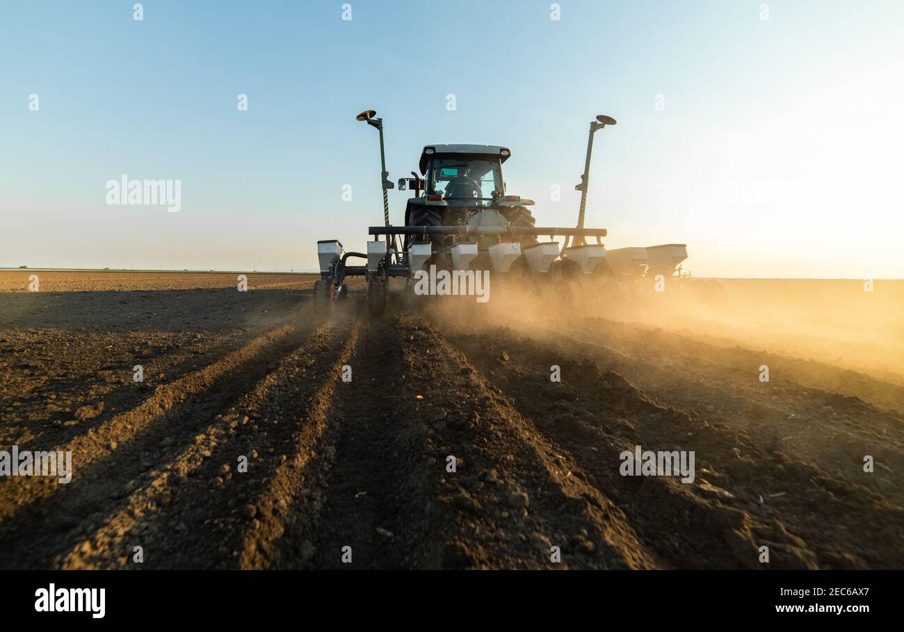 Coltivatore con semina a trattore - semina di prodotti in campo agricolo. Piante, grano. Foto Stock