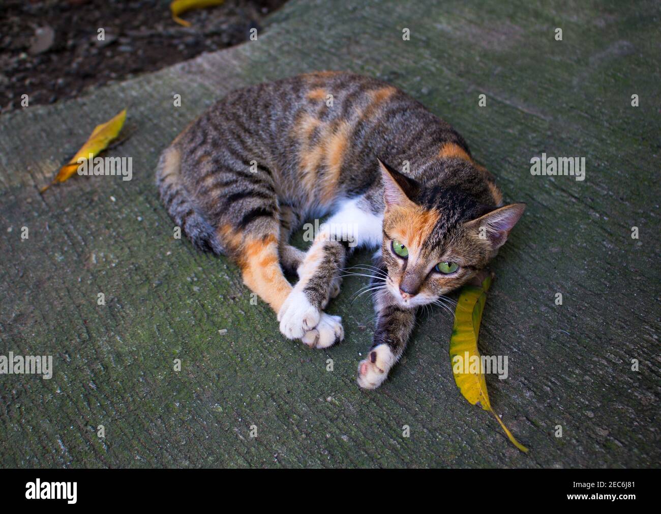 Gatto senza casa selvaggio con foglie gialle. Animale domestico abbandonato. Adottare la foto di concetto del gatto. Gattino a tre colori con occhi verdi. Gatto domestico perso. Adopti Foto Stock