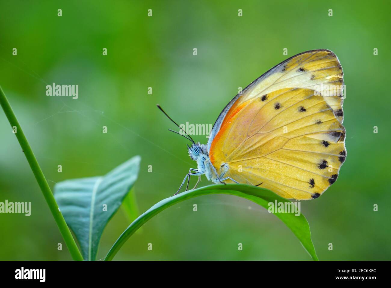 La farfalla di confine Falso punteggiato - Thysa Belenois, bella farfalla colorata da prati e giardini africani, Zanzibar, Tanzania. Foto Stock