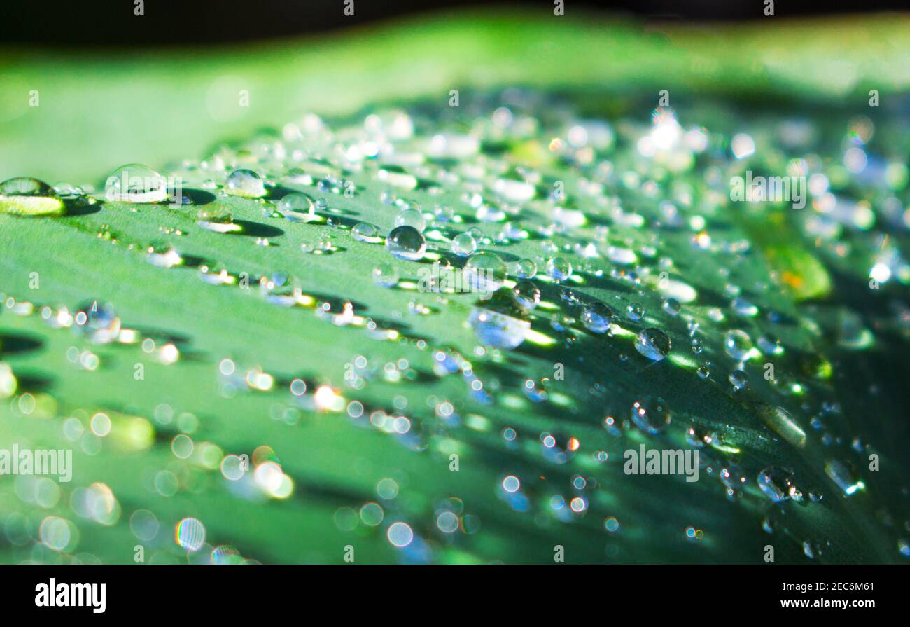 Goccia d'acqua brillante su foglia verde. Pianta di giardino foglia dopo pioggia. Mattina rugiada su foglia. Idratazione e immagine concettuale dal look fresco. Vegetazione esotica m Foto Stock