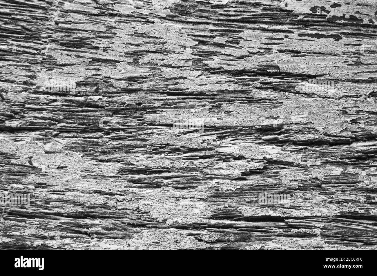 Macro foto con texture in legno. Pannello in legno monocromo con linee di spaccatura intemperie. Sfondo naturale per un design chic e snella. Immagine del pavimento in legno grigio. Invecchiato Foto Stock