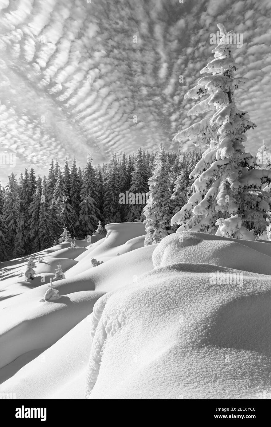 Scala di grigi. Mattina inverno tranquillo paesaggio di montagna con bellissimi abeti sul pendio (Carpazi Montagne, Ucraina). Foto Stock