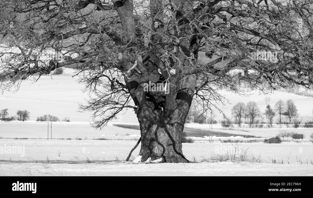 Una grande quercia vecchia nella valle di Werra a Herleshausen Foto Stock