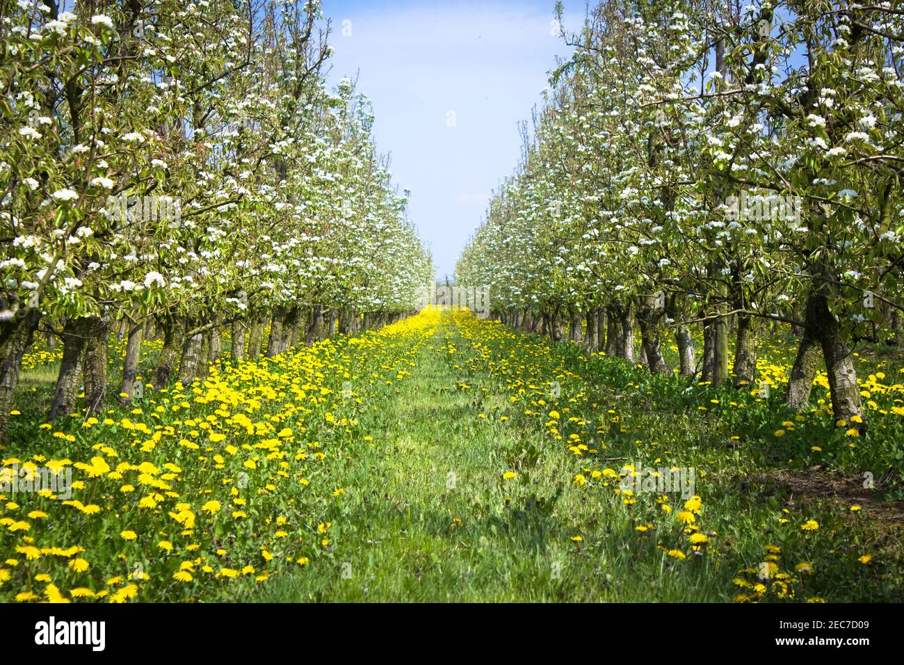 Frutteto colorato fiorire durante la primavera a Sint Truiden (Limburgo, Belgio) Foto Stock