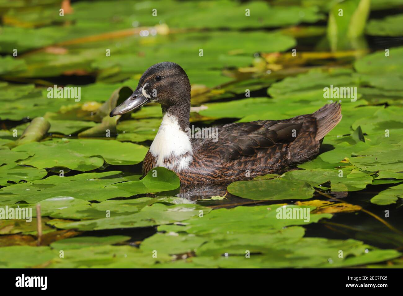 Primo piano di un'anatra ibrida Mallard che nuota sull'acqua Foto Stock