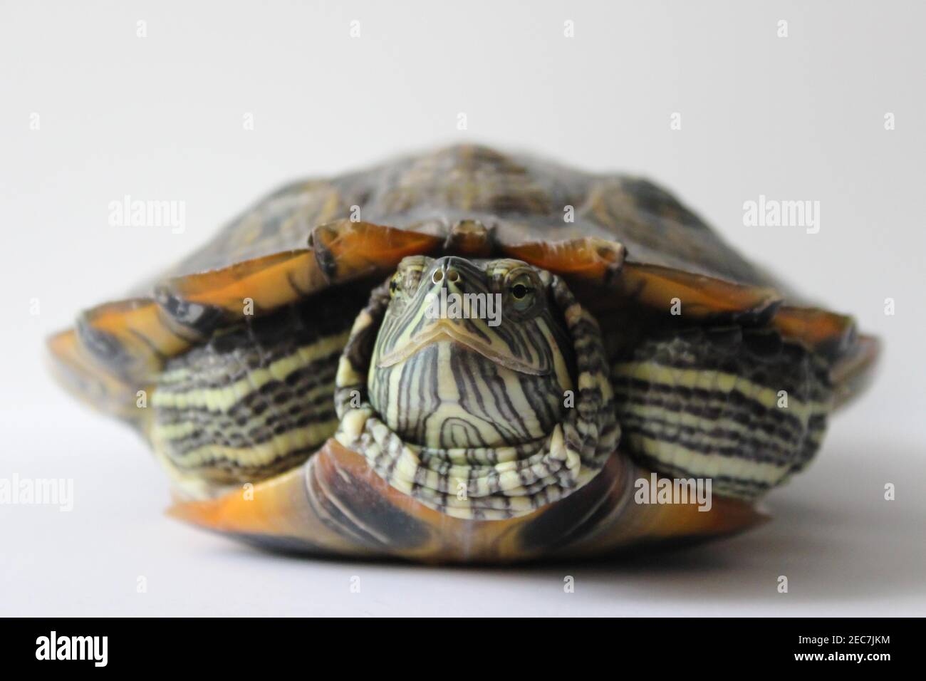 Tartaruga grande su sfondo bianco.closeup. Messa a fuoco morbida Foto Stock