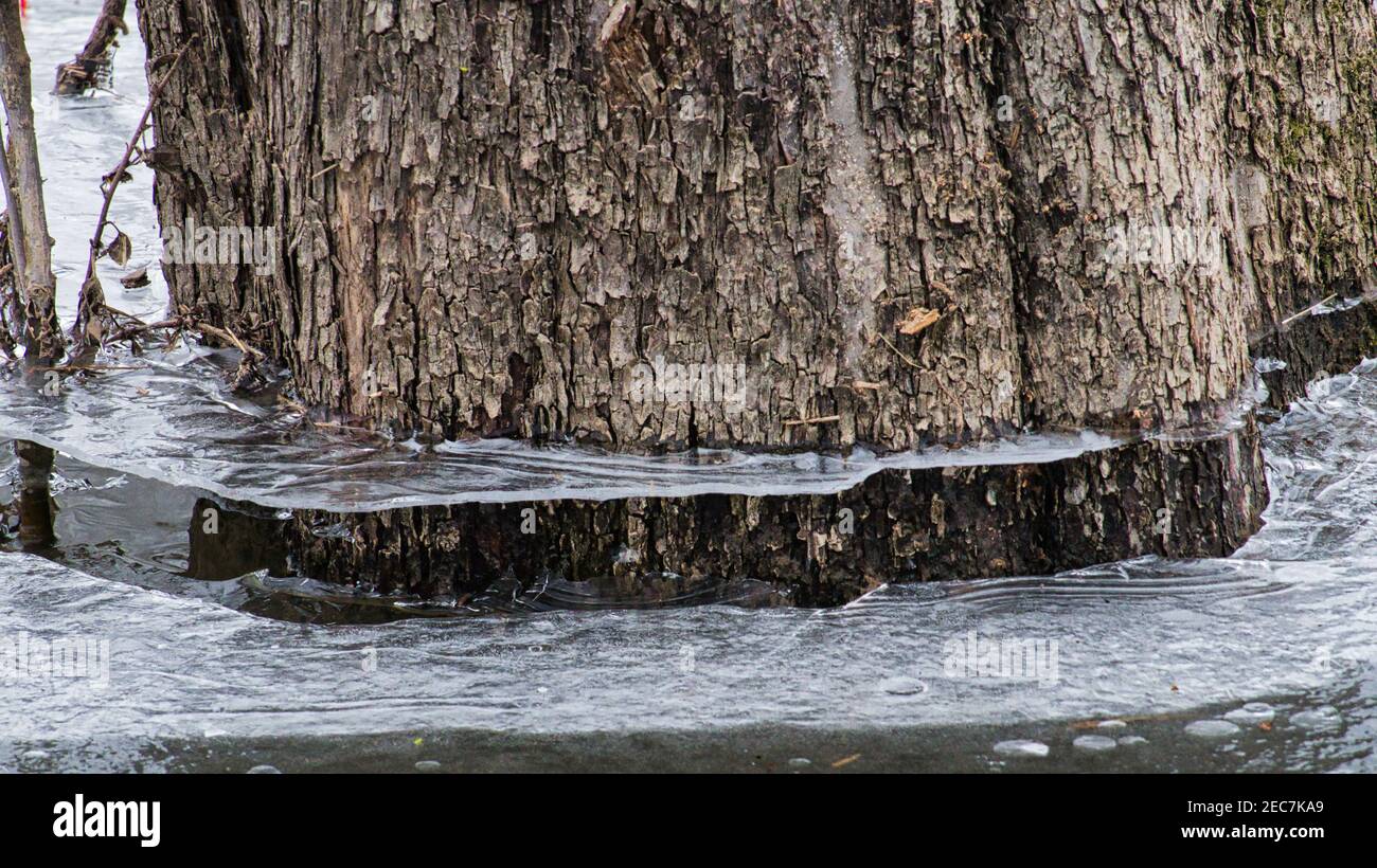 Dopo inondazioni e gelate in inverno, il ghiaccio sull'albero assomiglia a una lama circolare che è stata condotta nel tronco Foto Stock
