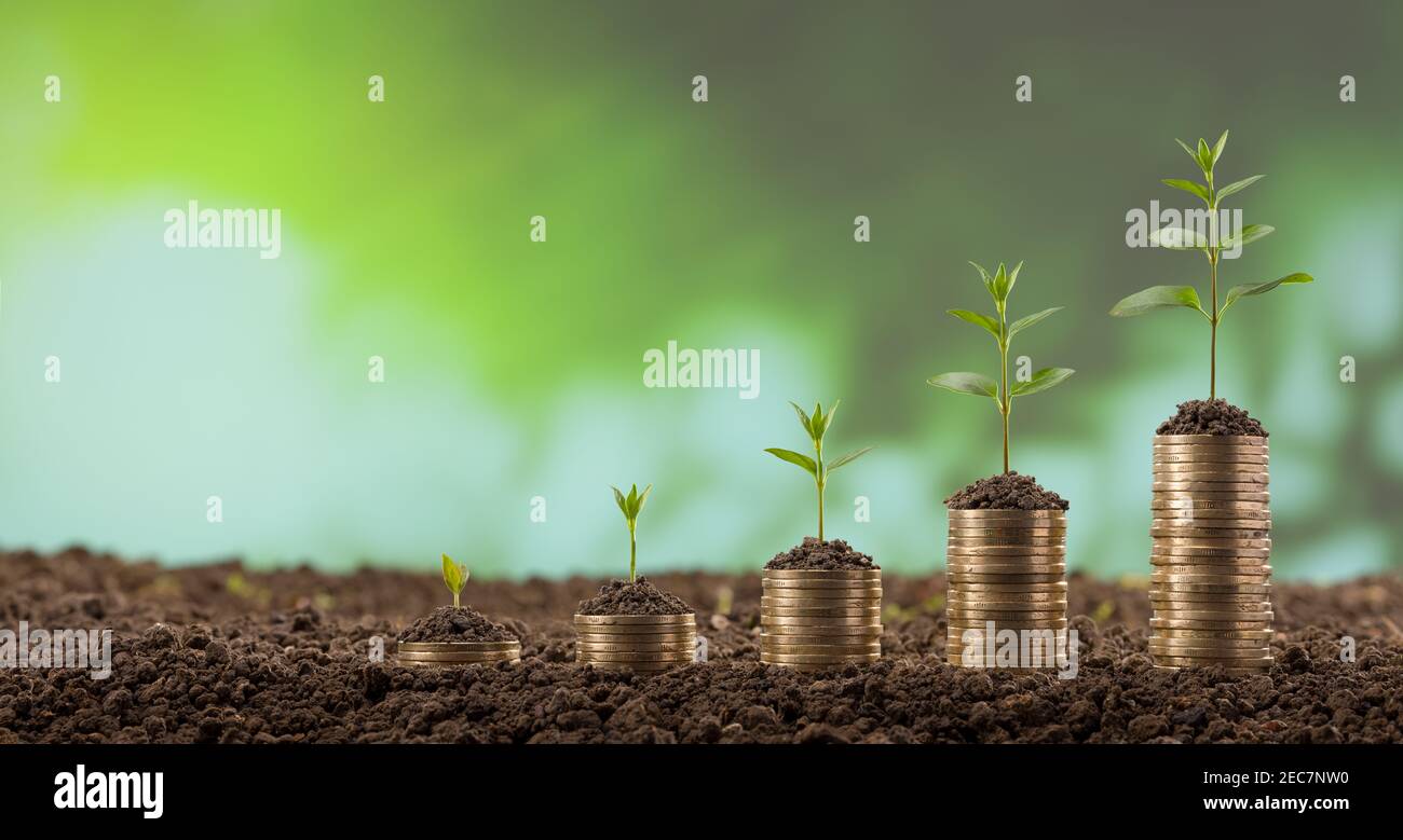 Giovani piante che crescono da Gold Coin Stack - Finanza E concetto di investimento Foto Stock