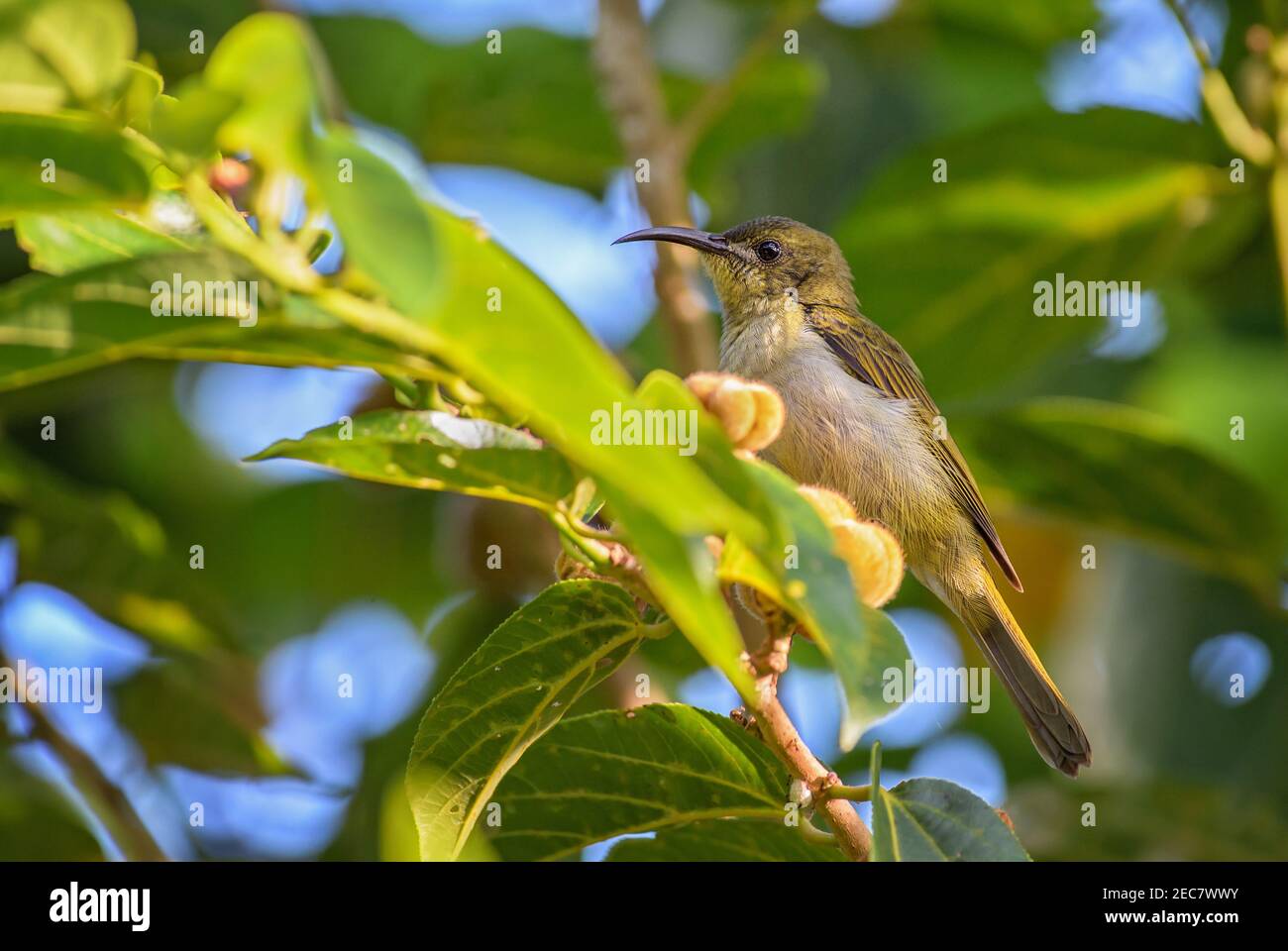 Variable Sunbird - Cinnyris venustus, bellissimo piccolo uccello perching da giardini africani e boschi, Zanzibar, Tanzania. Foto Stock