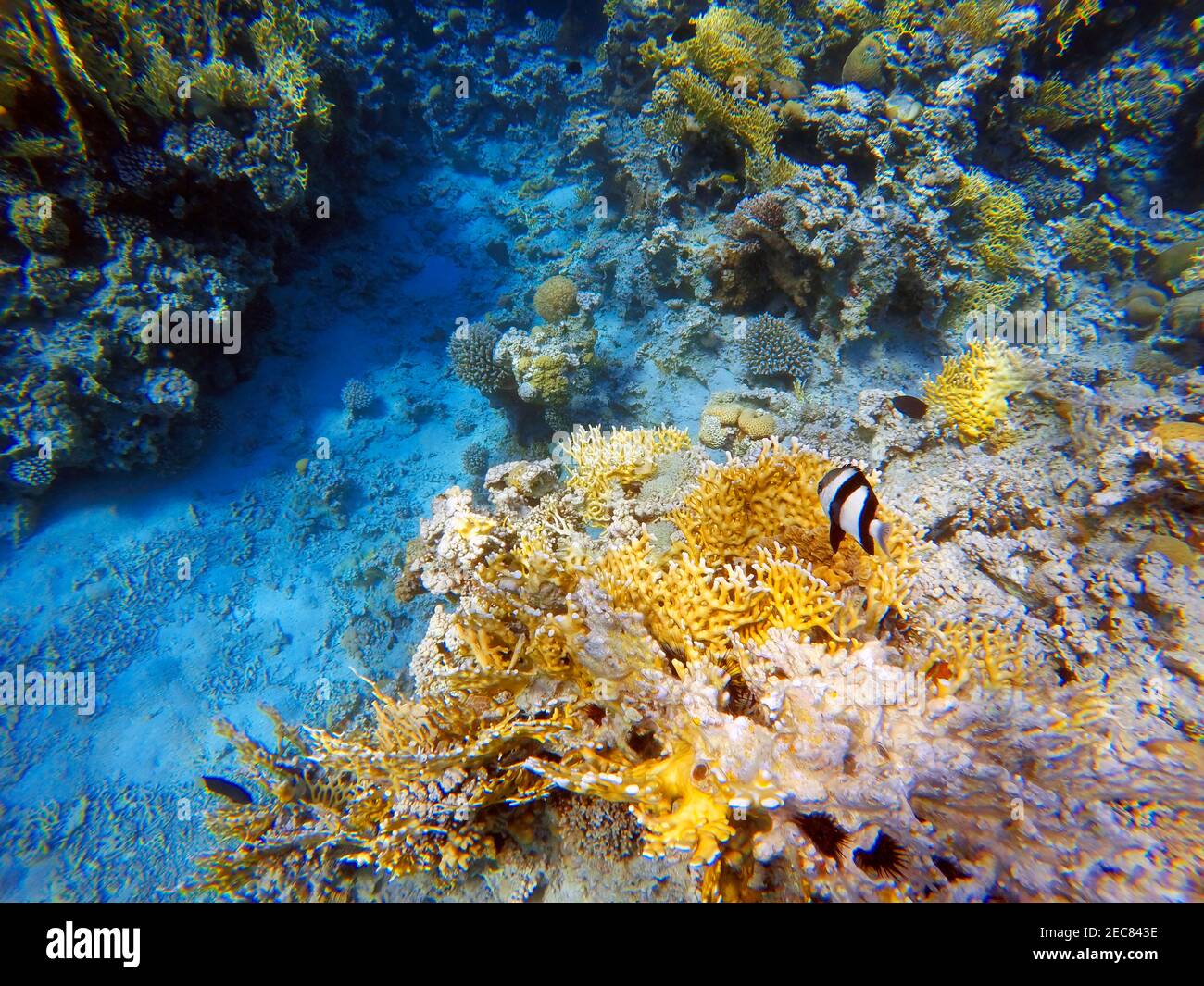 Coralli veduto fare russare nelle acque del Golfo di Aqaba in Giordania. Aqaba offre eccellenti immersioni con barriere coralline colorate. Aqaba, Mar Rosso, Giordania. Foto Stock