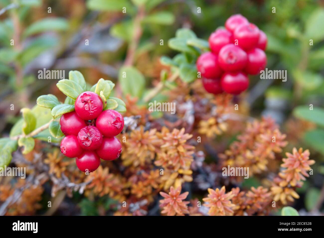 bacche rosse Foto Stock