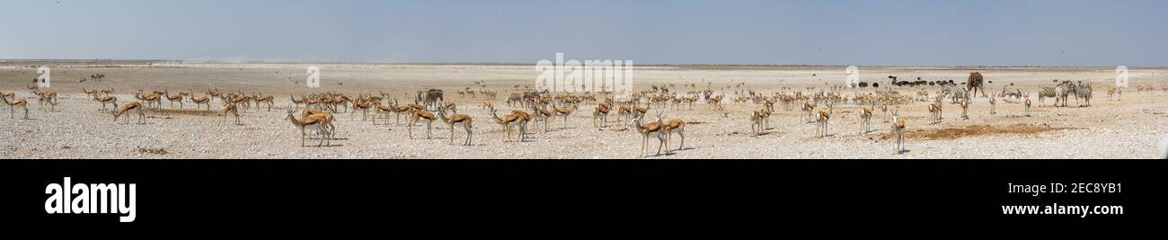 Ampia vista panoramica di un grande gruppo di antilopi e di altri animali presso il waterhole del Parco Nazionale di Etosha, Namibia Foto Stock