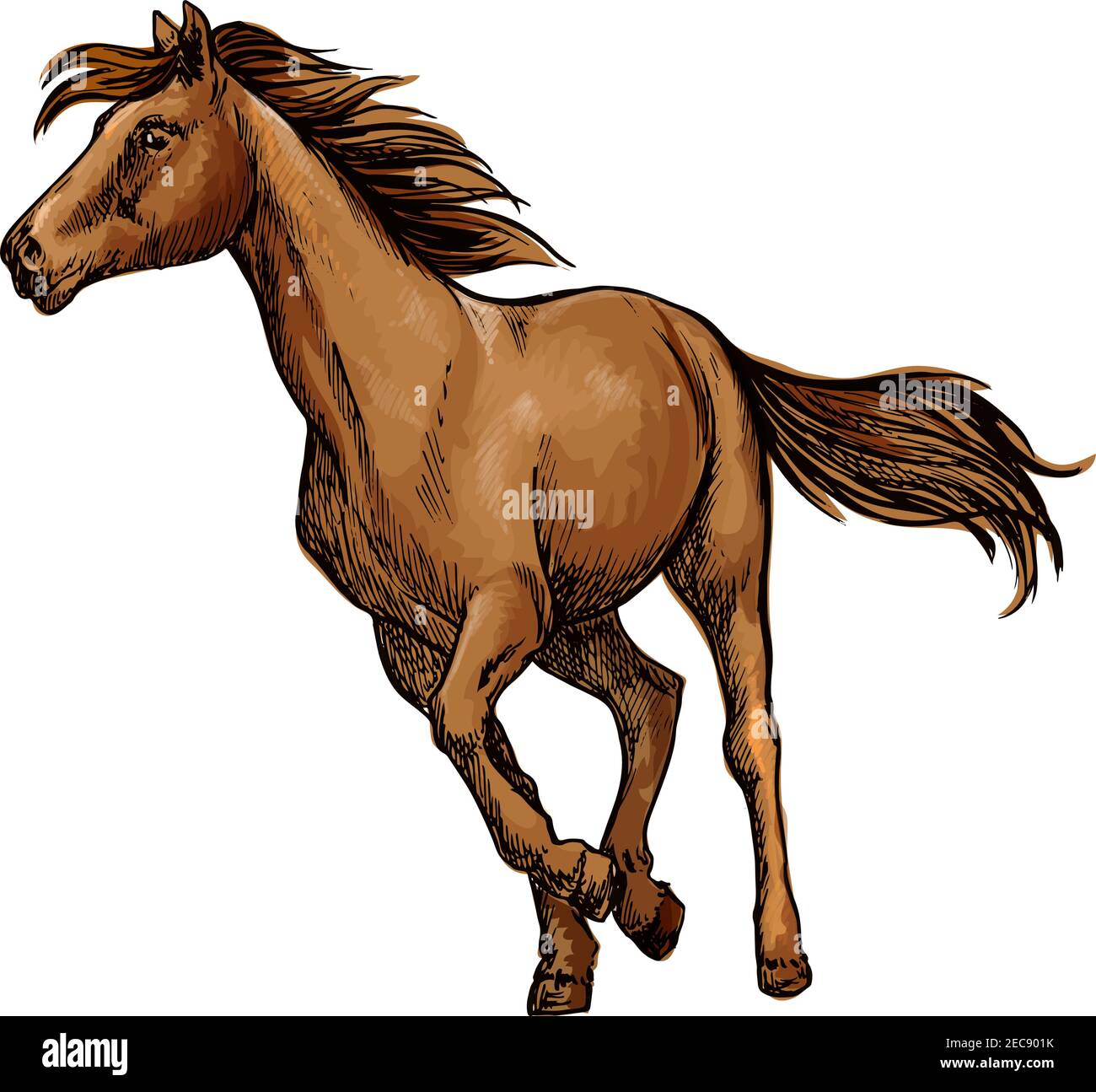 Correndo cavallo schizzo con galoppo marrone arabo cavallo. Competizione sportiva equestre, ippica o t-shirt design stampa Illustrazione Vettoriale