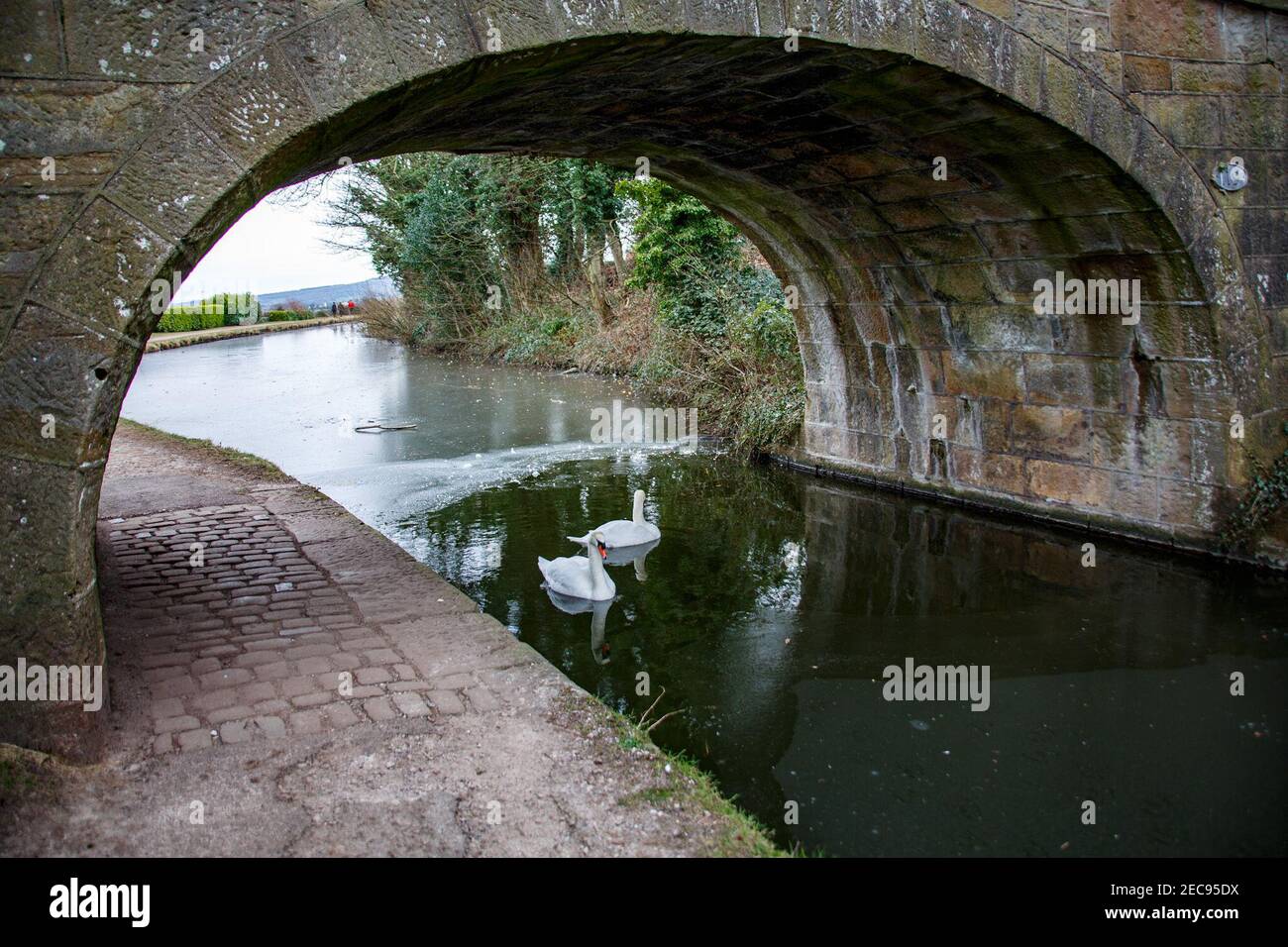 HEST Bank Lancashire, Regno Unito. 13 Feb 2021. Un paio di swans Shark tee in surgelata sezione di acqua sotto ponte a Hest Bank su Lancaster Canal Credit: PN News/Alamy Live News Foto Stock