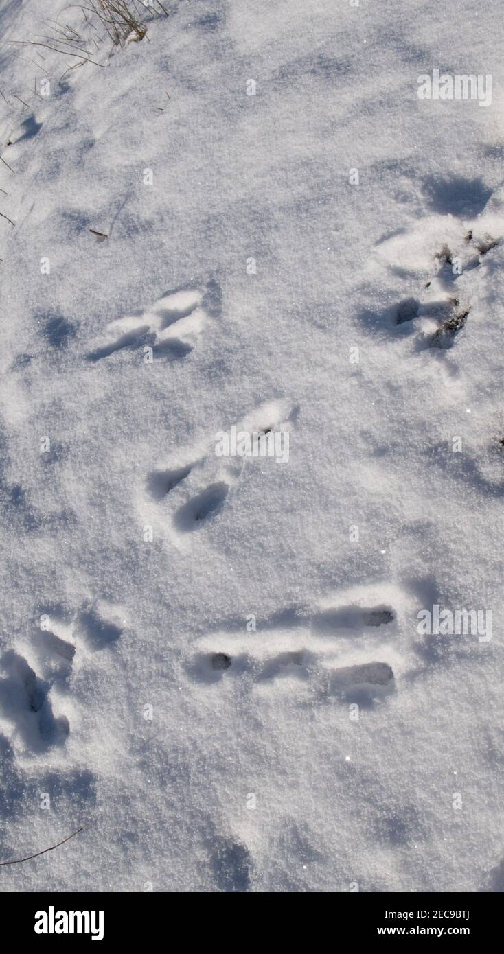 Tracce di lepri marroni europei (Lepus europaeus) nella neve in inverno. Foto Stock