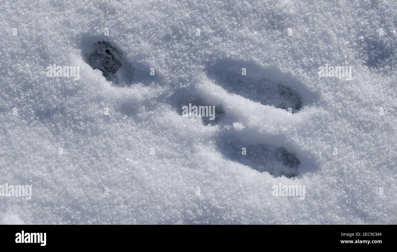 Traccia di una lepre europea marrone (Lepus europaeus) nella neve in inverno. Foto Stock
