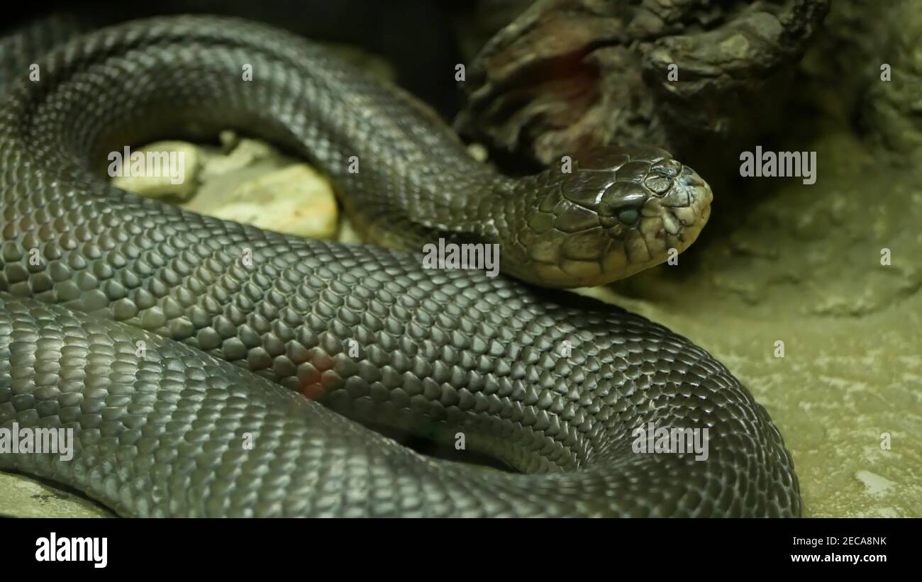 Maestoso serpente velenoso con pelle scura. Bella cobra re monoclata con pelle nera su roccia in gabbia di terrarium. Foto Stock