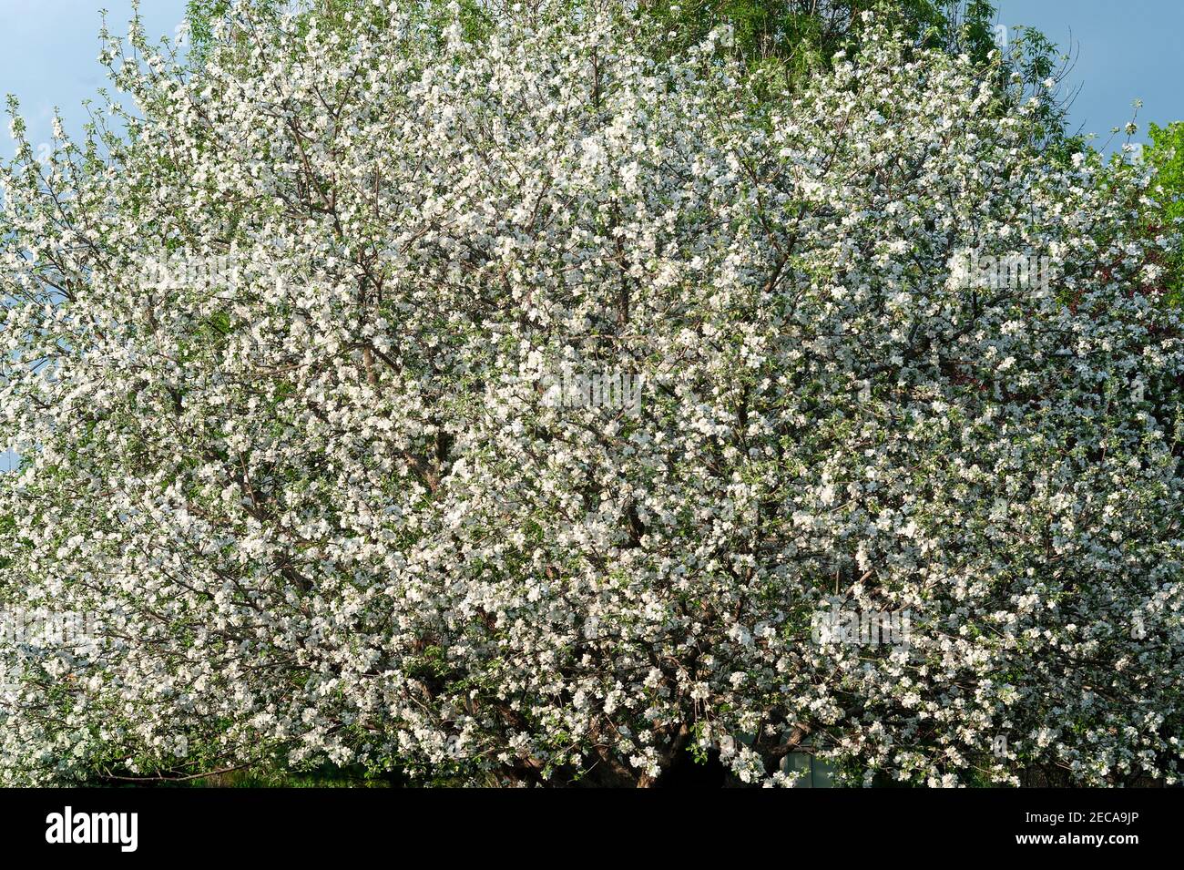 Primo piano di albero di mela in piena fioritura Foto Stock
