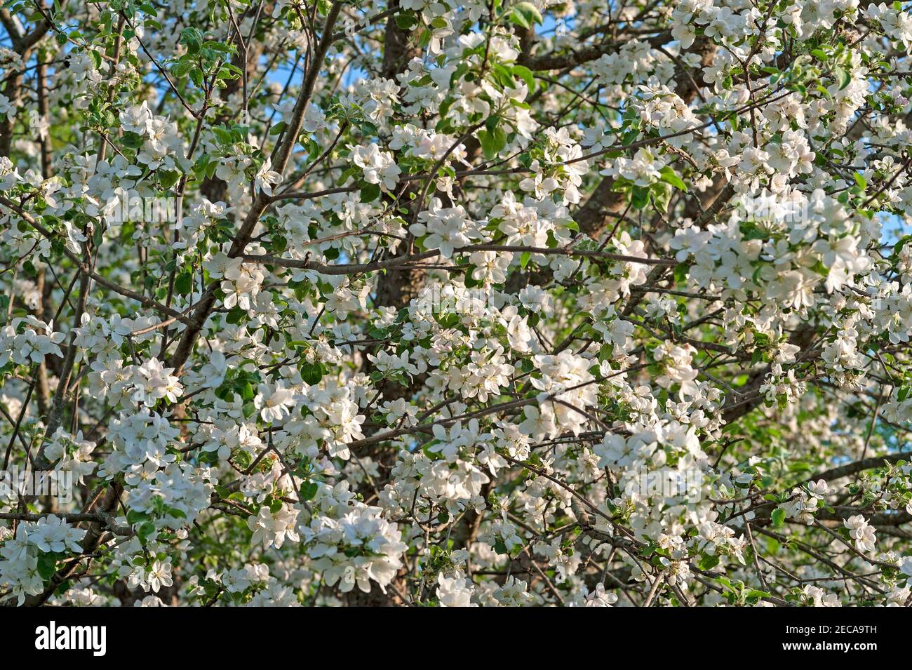 Primo piano di albero di mela in piena fioritura Foto Stock