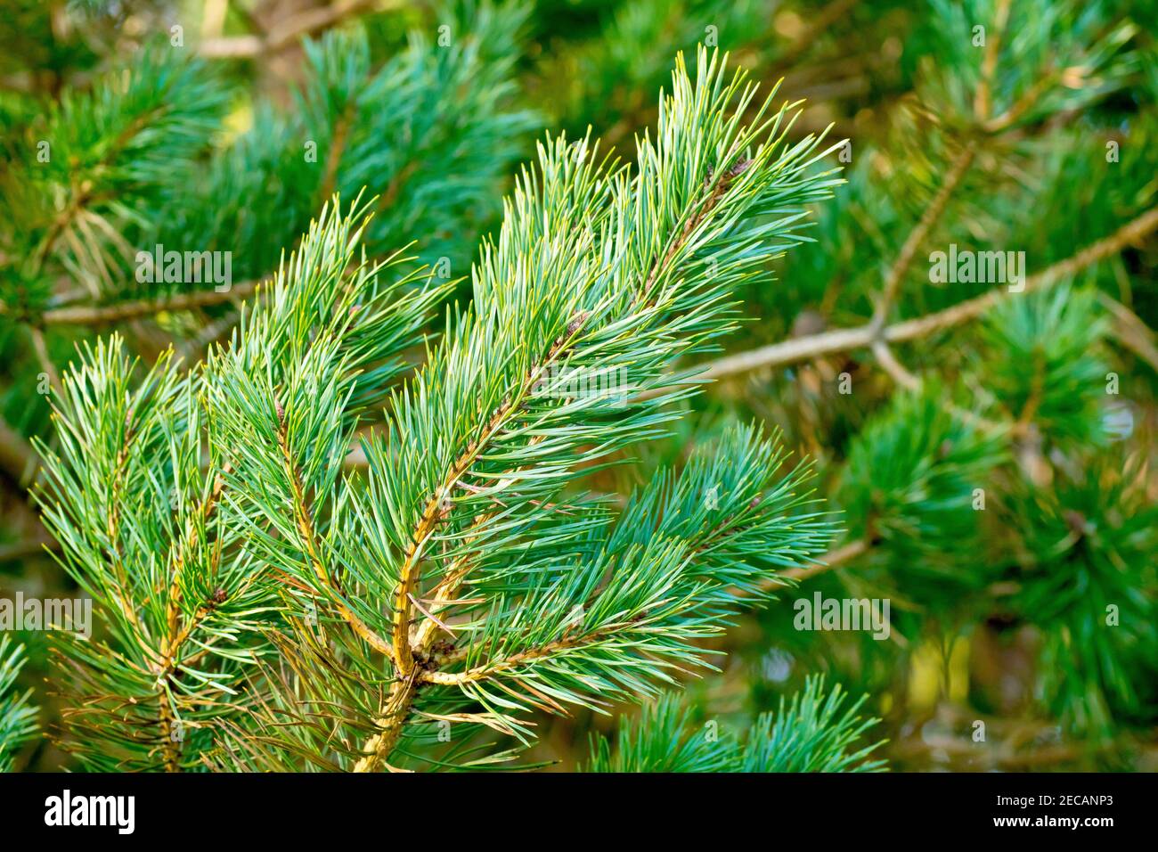 Pino scozzese (pinus sylvestris), primo piano di un ramo dell'albero che mostra il colore giallo dorato della corteccia e degli aghi verdi. Foto Stock