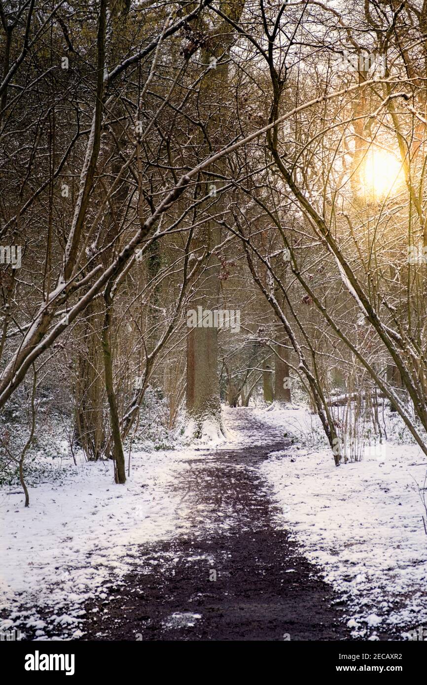 Un sentiero tra boschi in inverno, alberi senza foglie, neve a terra, sole basso e giallo Foto Stock