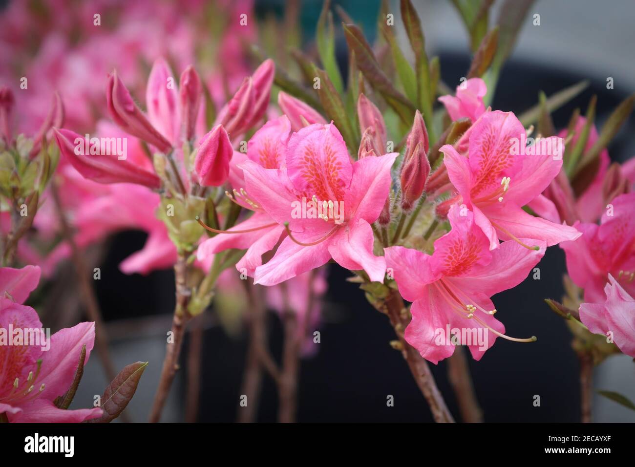 Fiori di azalea vibranti in piena fioritura su un arbusto Foto Stock