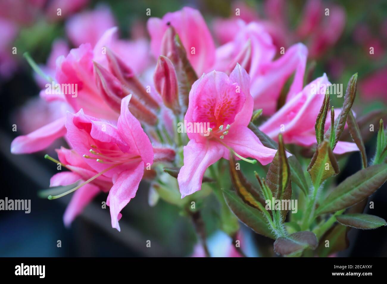 Fiori di azalea vibranti in piena fioritura su un arbusto Foto Stock