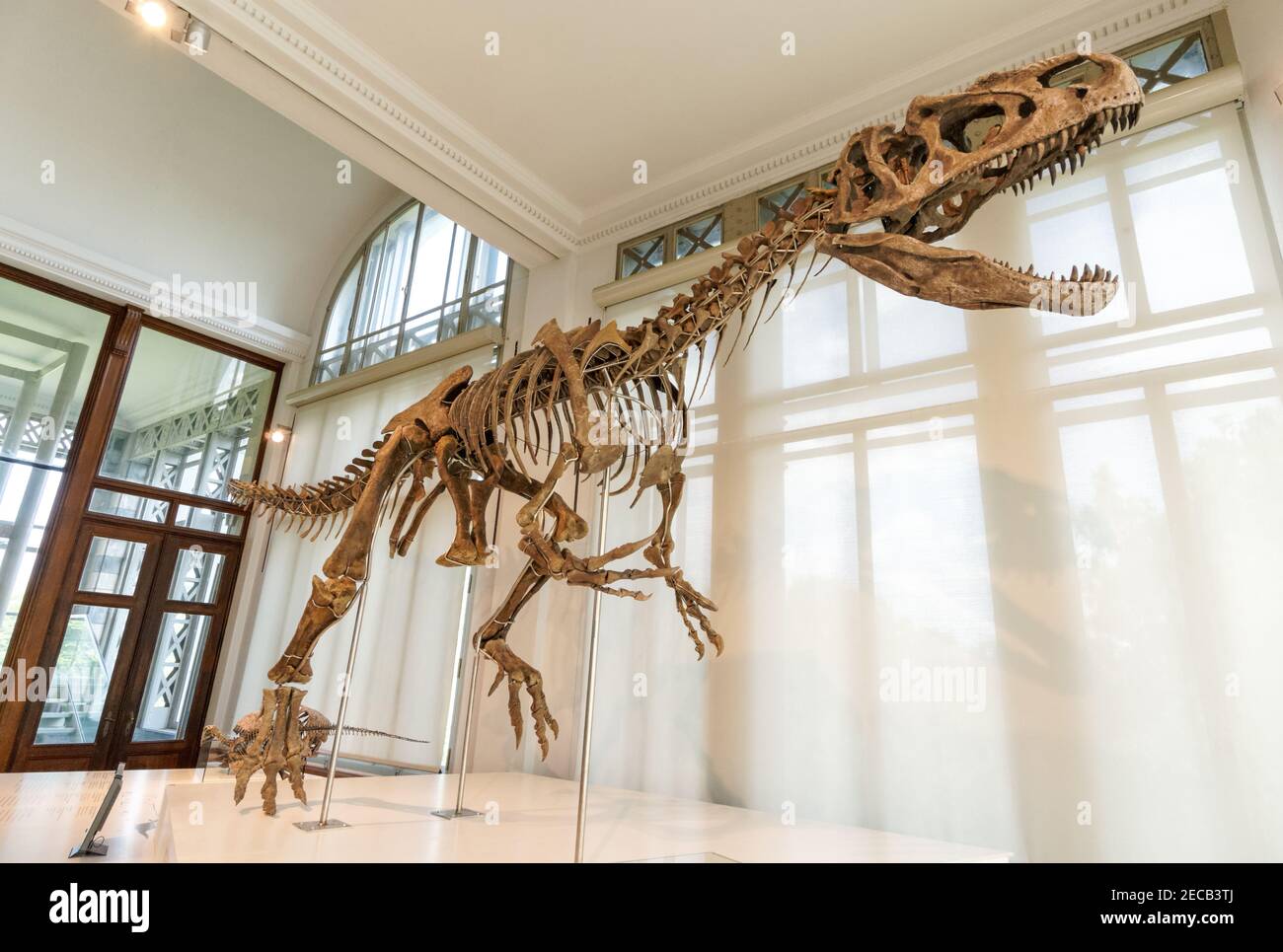 Scheletro di allosaurus, grande dinosauro carnivoro nel Museo di Scienze naturali di Bruxelles, Belgio Foto Stock