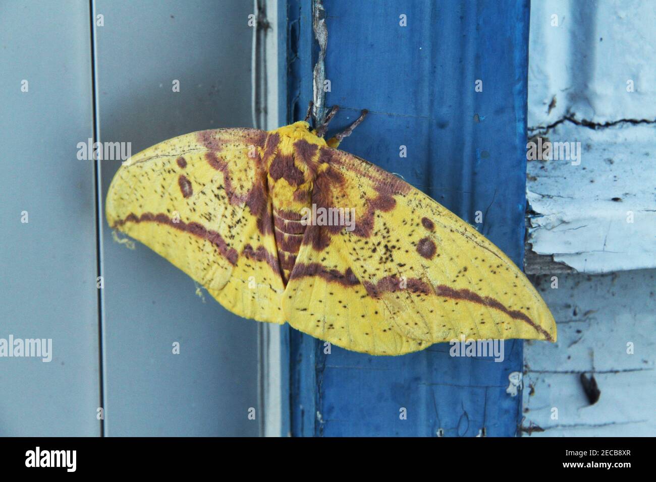 Imperial moth sulla parete Foto Stock