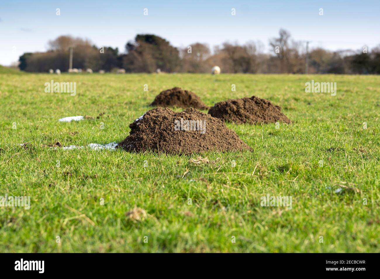 Colline di mole fresche in un campo Foto Stock