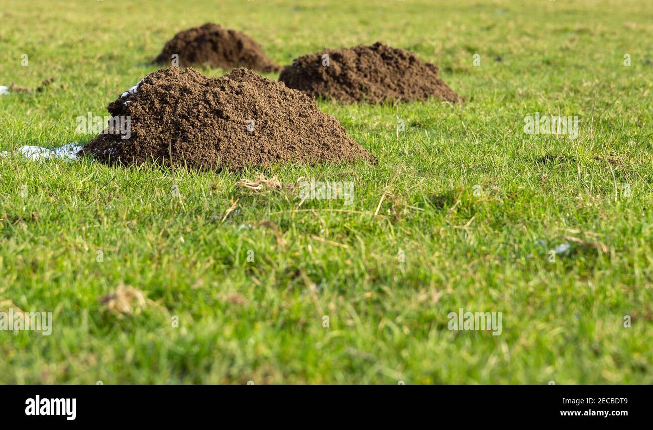Colline di mole fresche in un campo Foto Stock