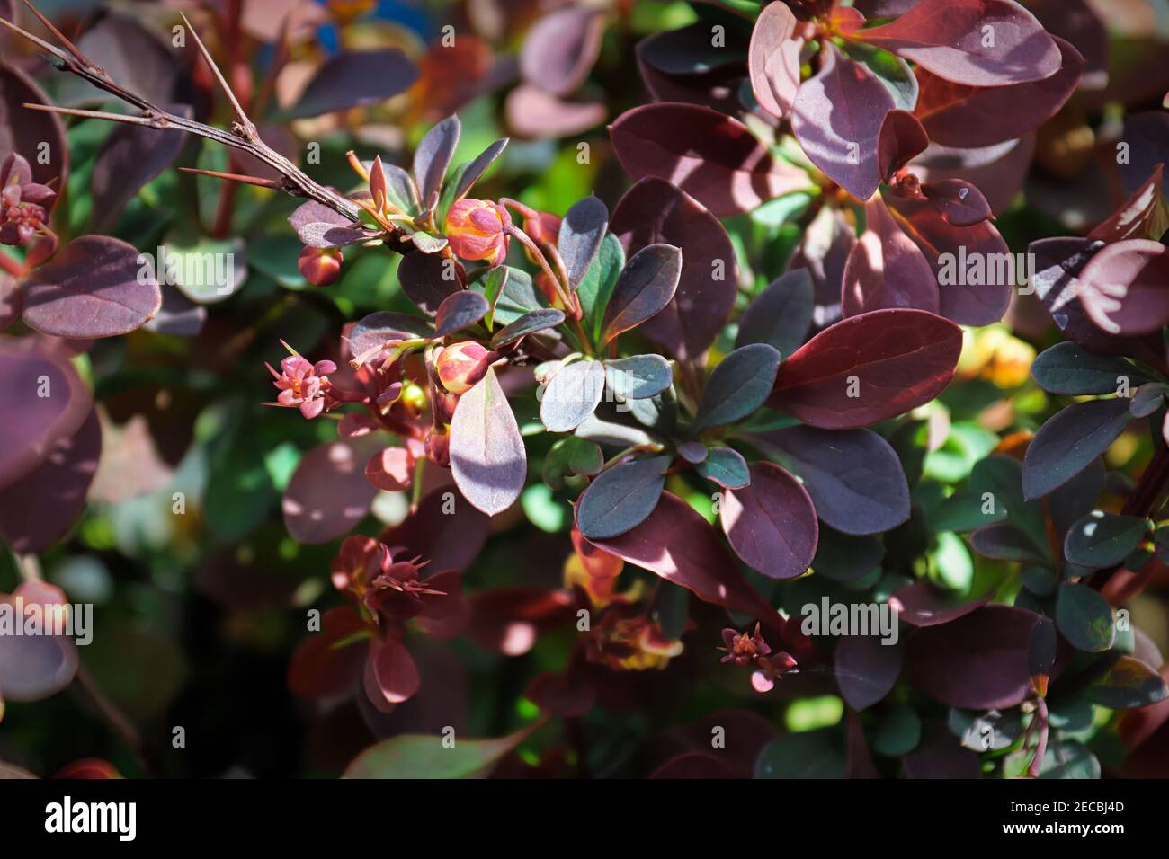 Foglie verdi e di borgogna su un arbusto di barberry Foto Stock