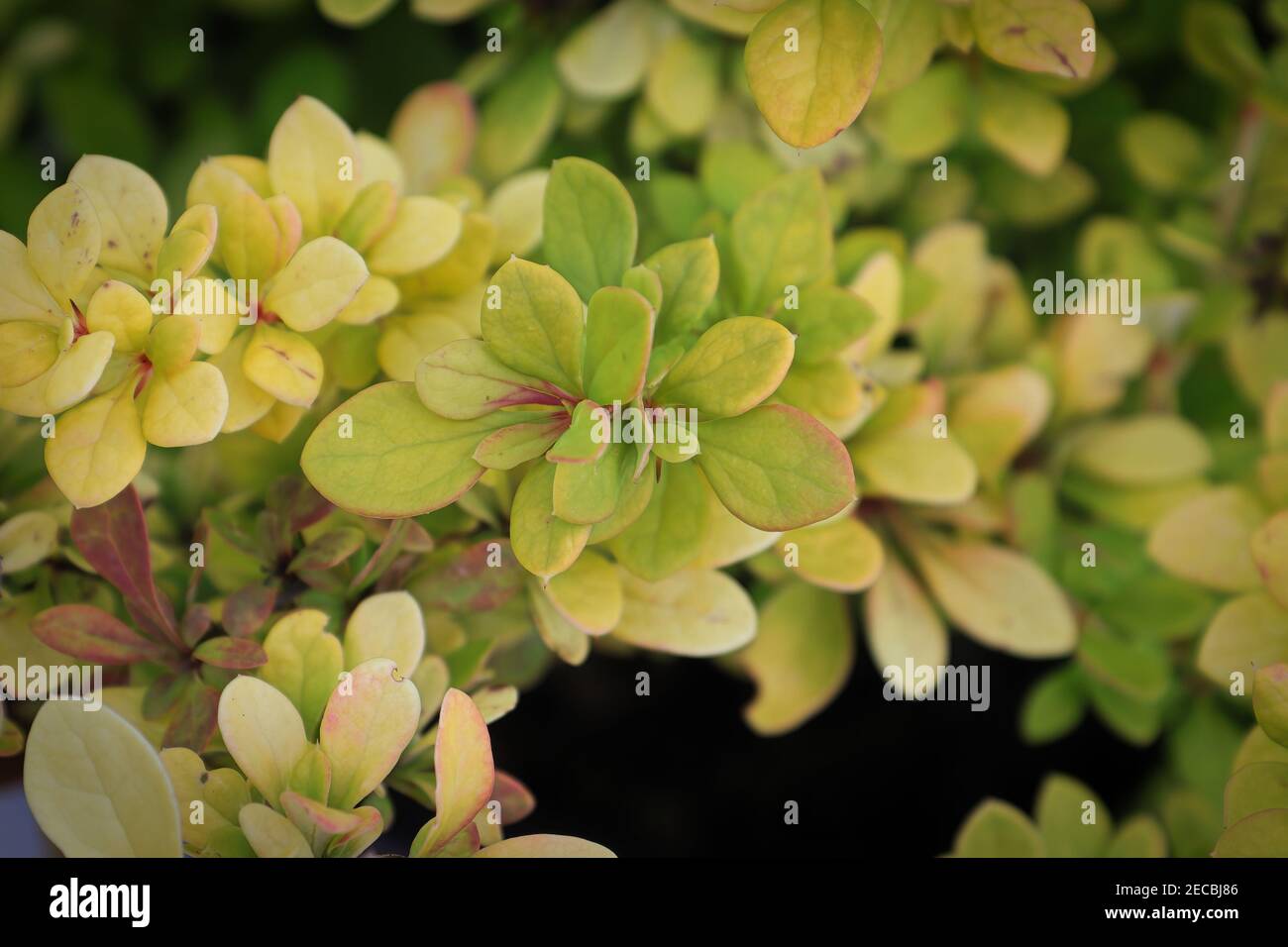 Closeup di foglie di tiglio su un barberry giapponese Foto Stock