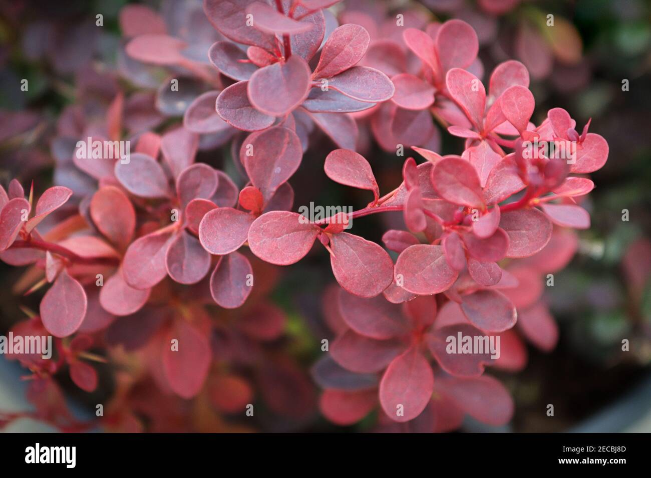 Foglie rosa su un arbusto primaverile di barberry Foto Stock