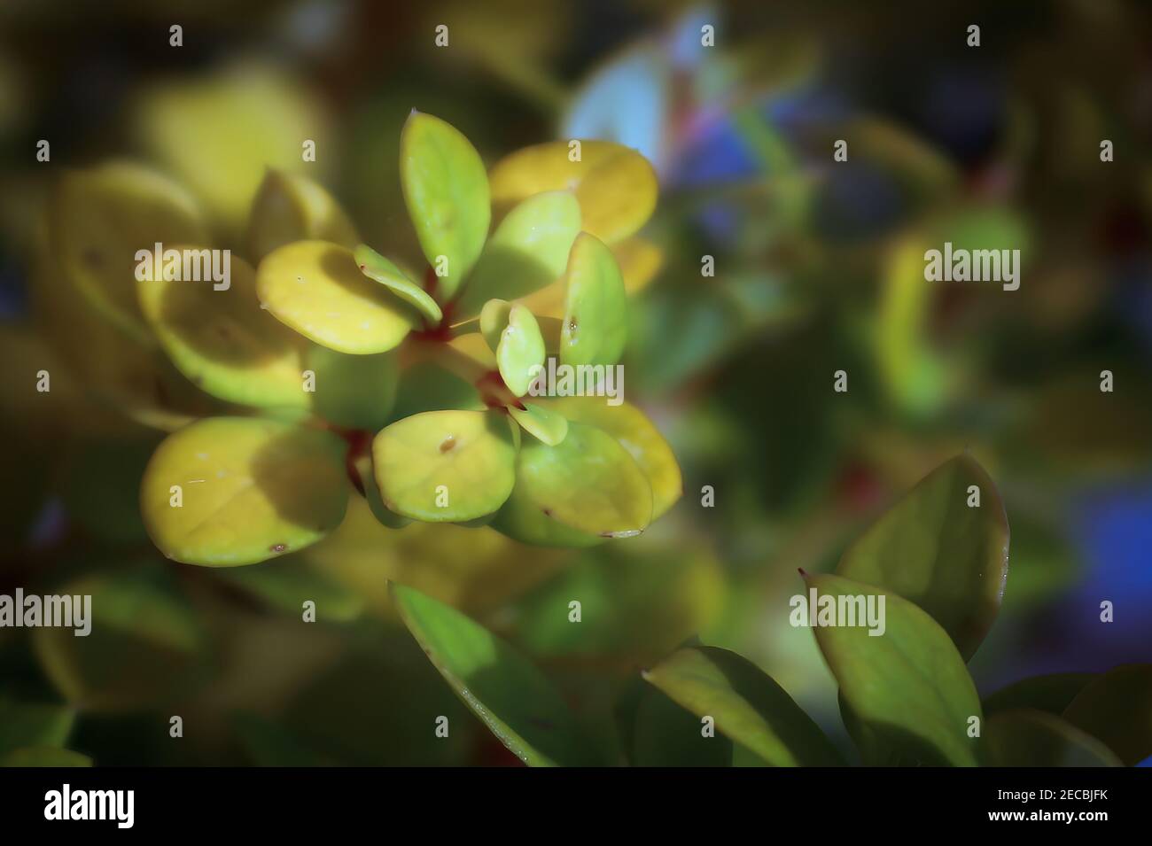 Macro sfondo di delicate foglie di barberry verde giallo Foto Stock