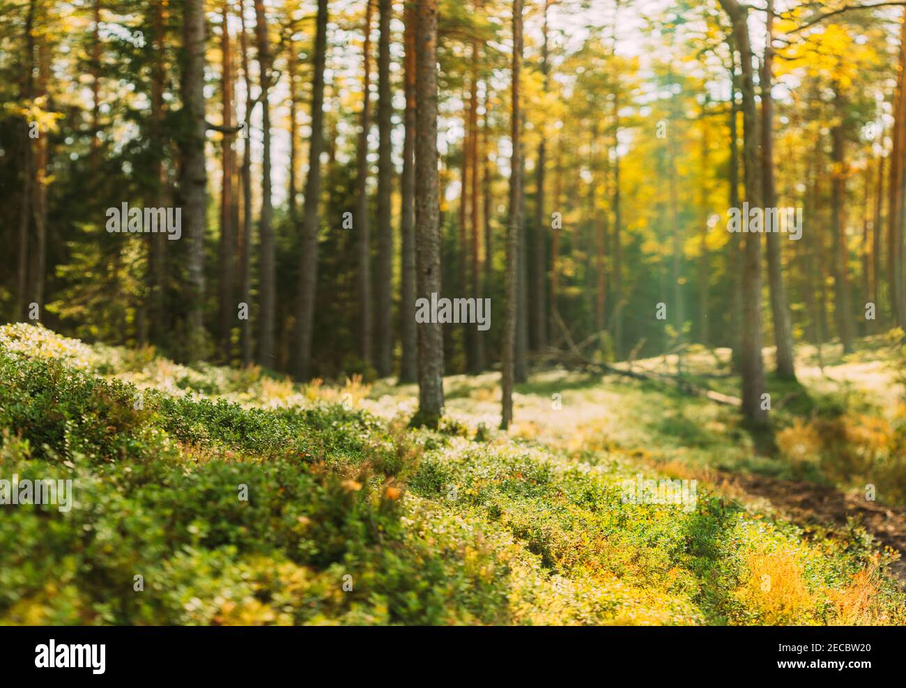 Natura Verde Naturale sfondo sfocato di out of Focus Forest. Bokeh, boschi di boke con luce solare colori Absract sfondo. Blur Pine Trees Trunks Foto Stock