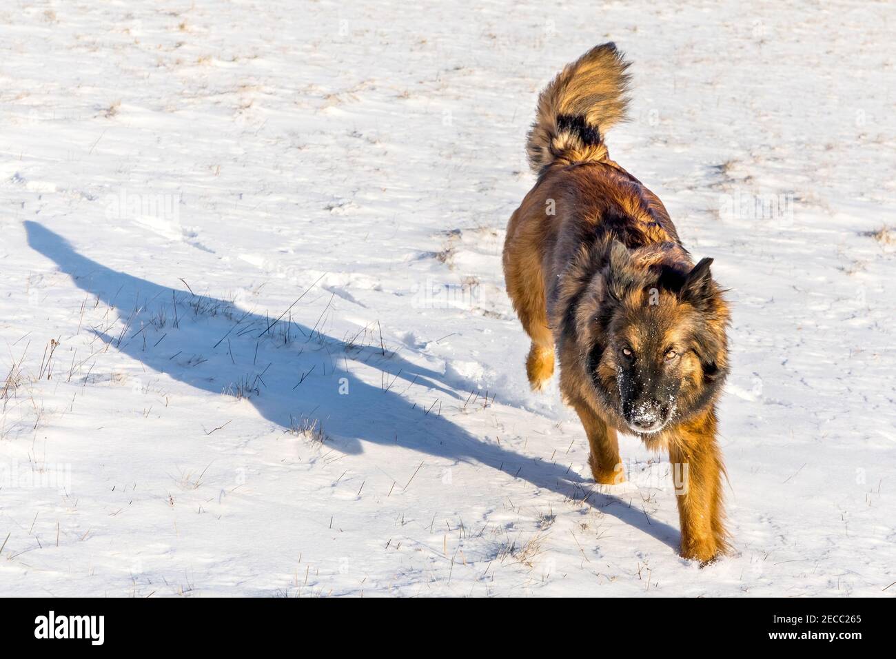 Sheepdog nella neve. Il cane protegge un gregge di pecore nella neve. Cane felice. Periodo invernale. Foto Stock